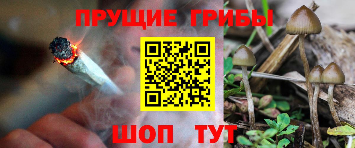 Гусев  Псилоцибиновые грибы Psilocybe  Псилоцибиновые грибы GOLDEN TEACHER  Вход с VPN 